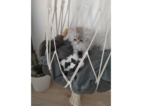 Dişi british longhair kedisi