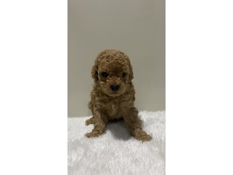Irk garantili tam toy poodle yavrular dişi erkek