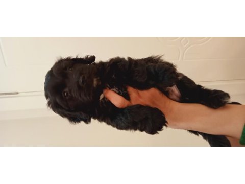 55 günlük siyah maltipoo yavrusu kıvırcık tüylü