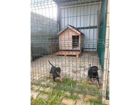 Irk garantili iri boy doberman yavrularımız