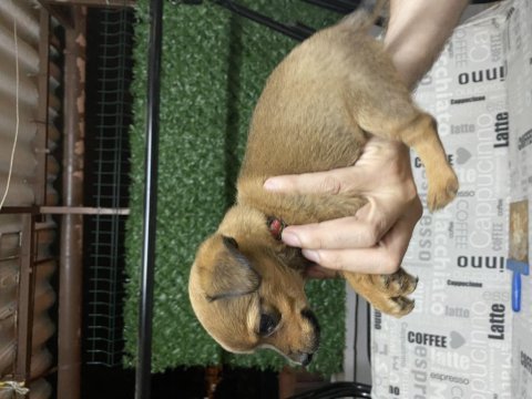 Chihuahua 45 günlük yavru dişi