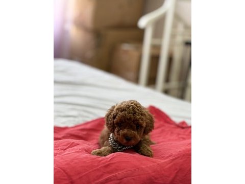 Üst düzey red brown poodle yavruları