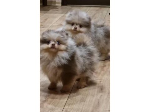 Merle renk pomeranian
