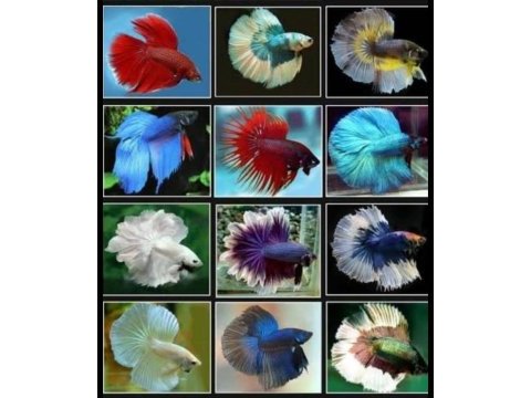 Betta balıkları