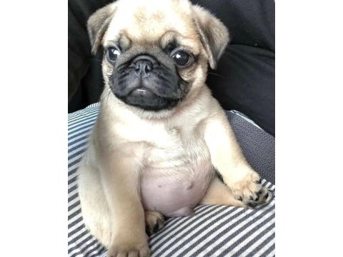 Pug 55 - 65 günlük erkek ve dişi yavrular