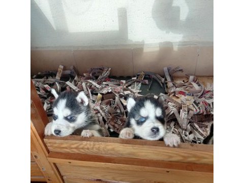 Erkek ve dişi husky yavruları mavi gözlü