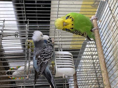 Show jumbo ister takım ister ayrı muhabbet kuşu