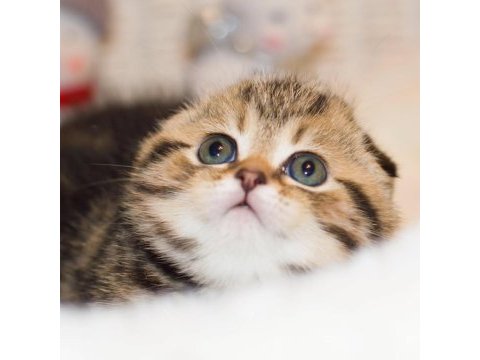 Minik kıvrım büyük sevgi black golden scottish fold