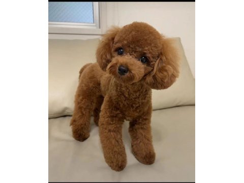 Kore teacup poodle yetişkin erkek