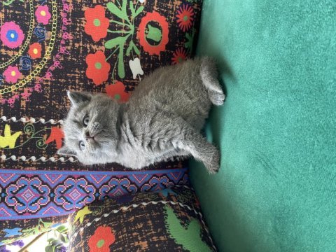 Ayı kafa gri yavru british shorthair