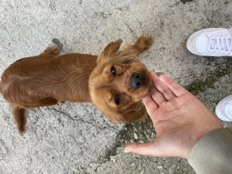 Antalya uygun fiyatlı cocker
