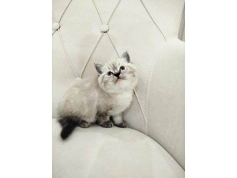 British shorthair ve scottish