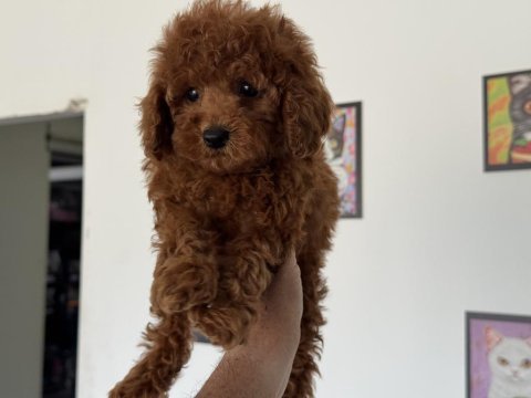 Ankranın en özel redbrown toy poodle yavruları