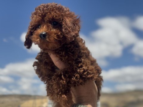 Wc eğitimli toy poodle yavrular ziyarete açık