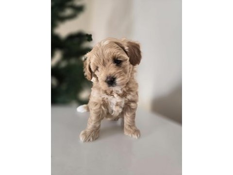 Orjinal teacup maltipoo yavrular