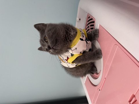 Show kalitede british shorthair