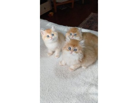 Golden british shorthair yavrular