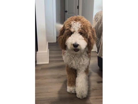 Tüy dökmez antialerjik labradoodle yavruları