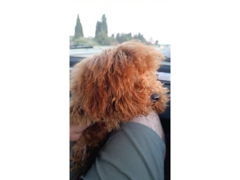 5 aylık tüm aşıları tam toy poodle