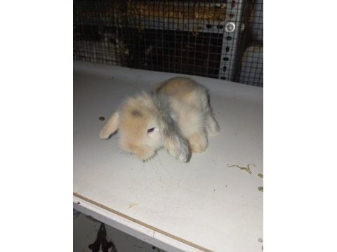 Hollanda teddy lop tavşan yavruları