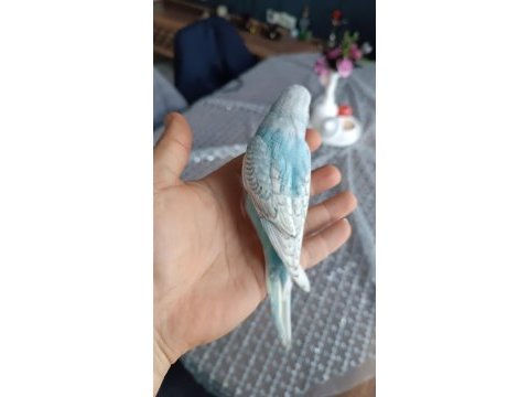 Yeni yeme düşmüş muhabbet kuşu yavrular