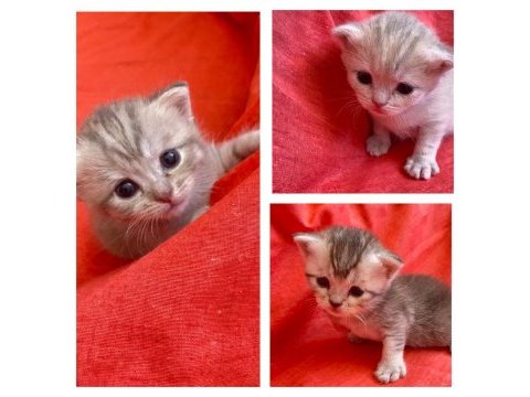 British shorthair