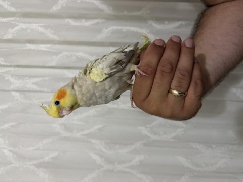 Sultan papağanı yavruları ele alışık
