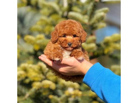 2.5 aylık yavru erkek poodle köpeğimiz