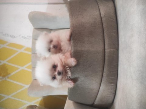 Pomeranian yavrularımıza yeni yuvalar arıyoruz