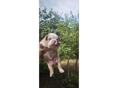 French bulldog dişi erkek yavrular