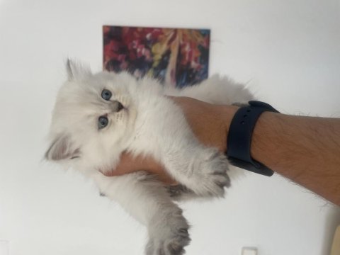 A kalite kan hattı düzgün scottish fold yavrular