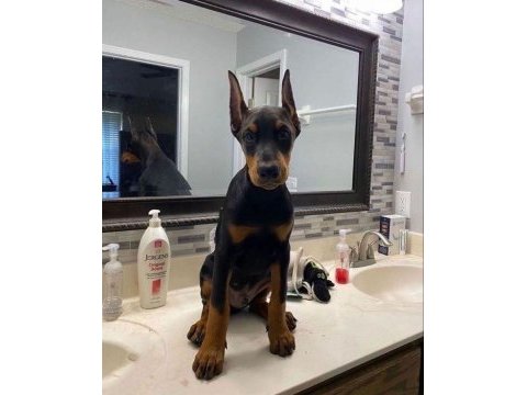 Reklama ihtiyacı olmayan doberman yavrular (estetikli)
