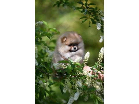 Pomeranian boo yavru köpekler
