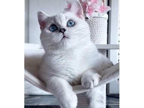 British shorthair dişi yavrumuz