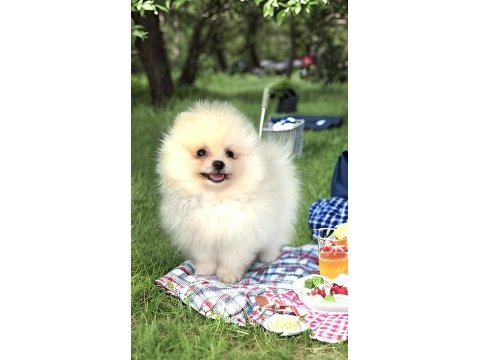 Antalya bembeyaz orjinal dişi erkek pomeranian yavru