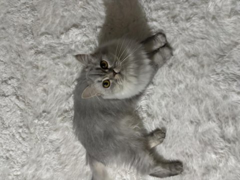 British longhair kızımıza yuva arıyoruz
