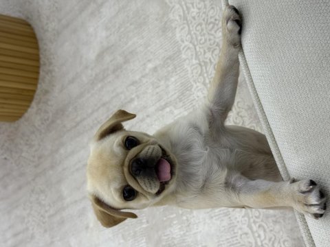 4 aylık aşıları tam dişi pug