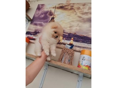 Pomeranian boo kaçırma uygun
