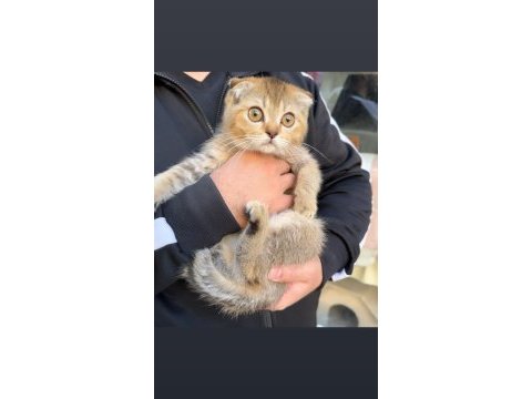 Scottish fold dişi golden