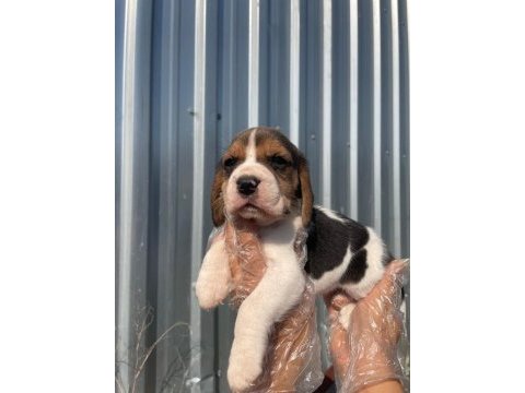 Irk ve sağlık garantili beagle yavrular