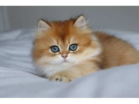 Altın yeleli golden british longhair 