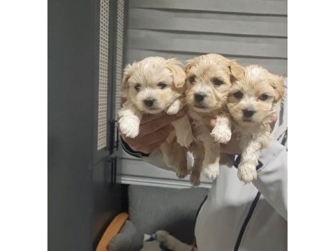 Maltipoo bebek köpekler