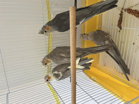 Üç adet yavru sultan papağan