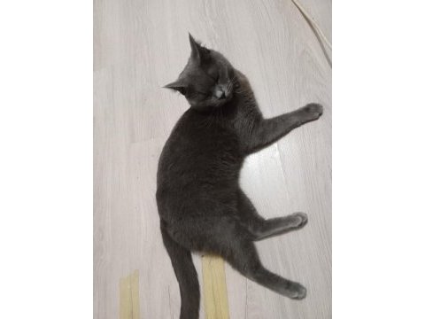 Şirin ve çok akıllı oyuncu
