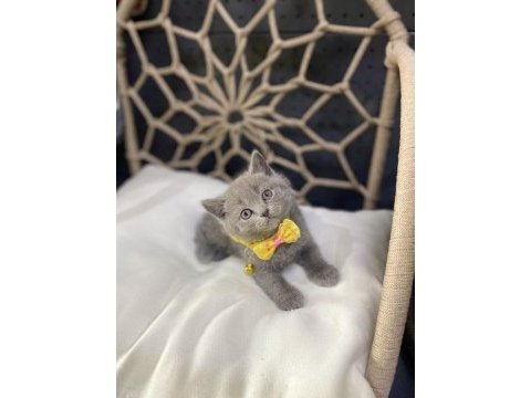 Güzel british shorthair bebekler