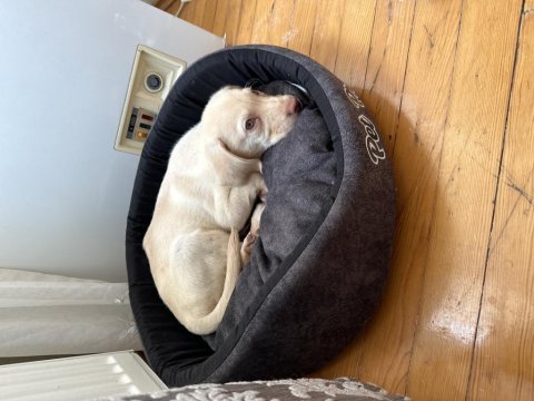 2 aylık labrador sahibini bekliyor