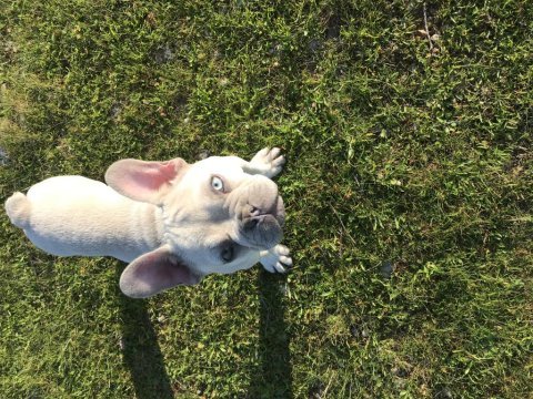 Uygun fiyata erkek french bulldog