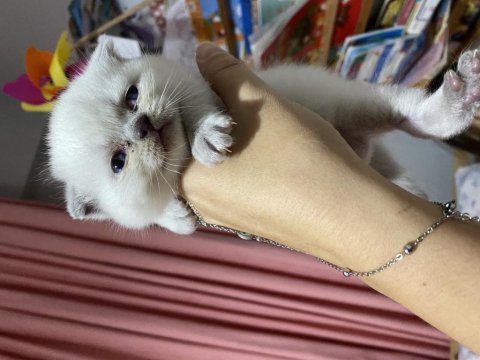 British shorthair blue point