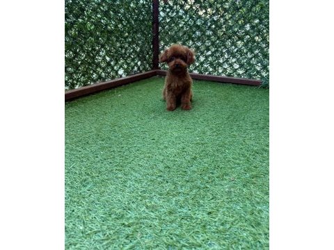 Değer bilenlere özel köpeğimiz