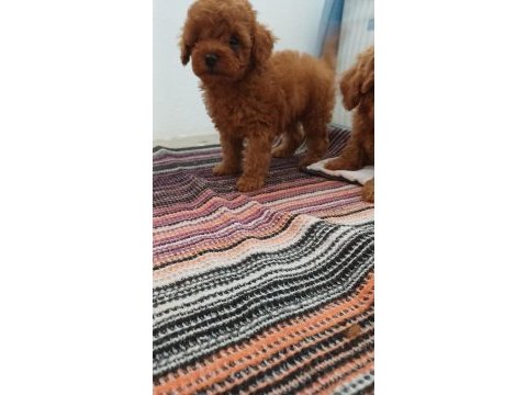 Toy poodle 2 aylık yavrumuz